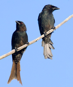 http://nation.sc/images/2016/Jan/11/Aldabra%20drongos.jpg